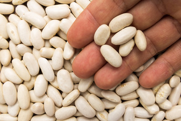 Navy Bean legume. Person with grains in hand. Macro. Whole food.