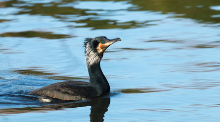 great cormorant swimming in a river