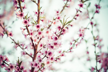 Beautiful blooming Apple trees in spring on a Sunny day. Soft focus, natural blur