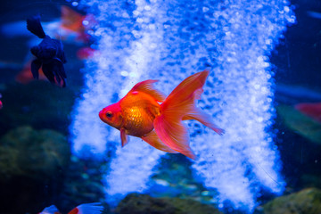 Tropical and aquarium goldfish in blue water. Beautiful background of the underwater world