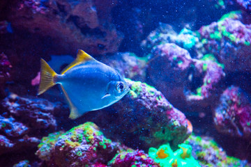 Tropical fish with corals and algae in blue water. Beautiful background of the underwater world
