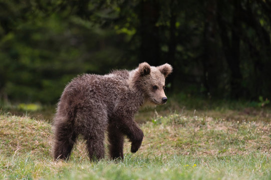 Young European brown bear (Ursus arctos), Markovec, Bohinj Commune, Slovenia, Europe