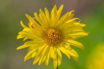 Yellow dandelions. Bright flowers dandelions on background of green spring meadows. Macro, unfocused