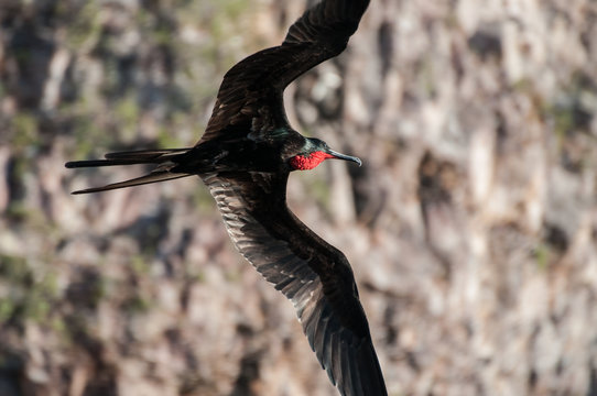 Male frigate bird displaying red throat, Seymour, Galapagos, Ecuador, South America