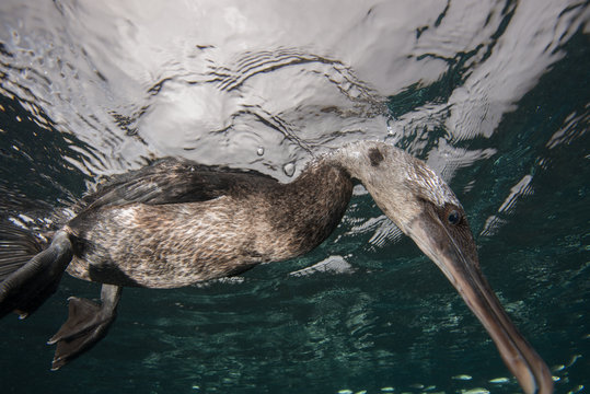 Underwater view of flightless cormorant looking for prey below surface, Seymour, Galapagos, Ecuador, South America