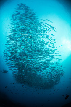 School of barracuda fish, Seymour, Galapagos, Ecuador, South America