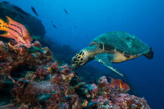Turtle and sheepshead fish feeding by coral, Seymour, Galapagos, Ecuador, South America
