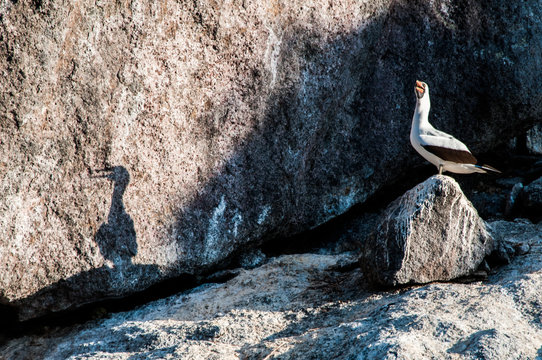 Booby bird on rock, Seymour, Galapagos, Ecuador, South America