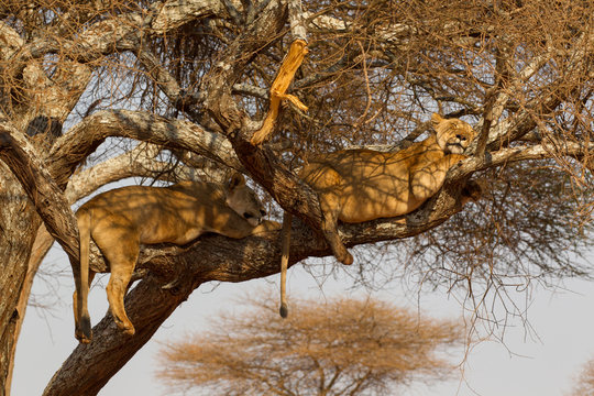 Two lions (Panthera leo), relaxing in tree, Tarangire National Park, Tanzania, Africa