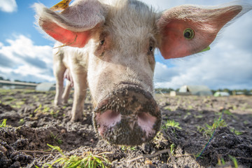 Pig on an organic farm in the uk