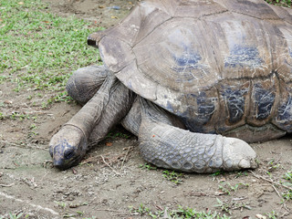 Long neck giant black tortoise trying to raise his head from the ground
