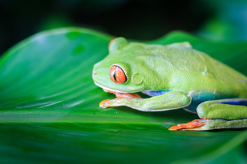 Red Eyed Tree Frog, Costa Rica