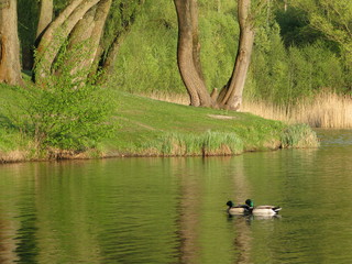 Pleschinger See - Linz - Austria