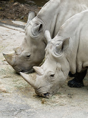 Naklejka premium Close up of two white Rhino eating hay in the zoo with legs full of mud