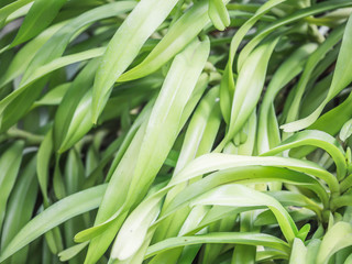 Obraz premium Abstract nature background. Stripes pattern and texture of green leaves.