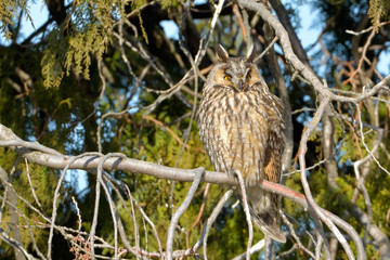 Long Eared Owl on fir tree