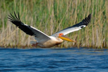 White Pelican (Pelecanus onocrotalus)