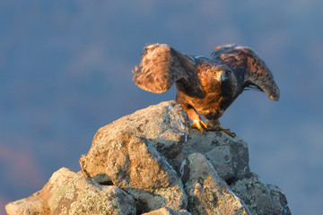 Golden Eagle Taking Off from a Rock