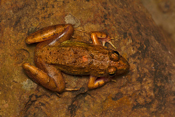 Fejervaria sp., dorsal view, Mulshi, Maharashtra