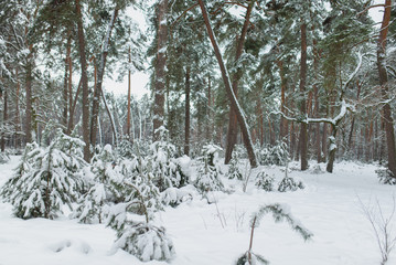 Winter forest. The branches of the pine are covered with snow.