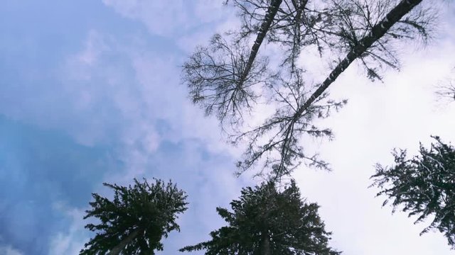 View on pine tree tops from the ground. View from below is on a beautiful large tree crones. High angle view looking to the tops of trees growing in park. Low angle view of top of a tree on blue sky.