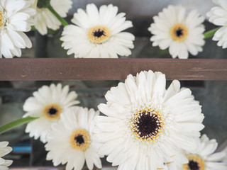 Obraz premium Arrangement of white gerbera flowers in small glass vases standing in a tin box