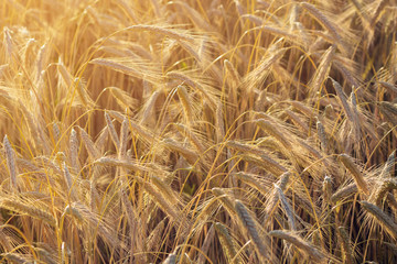 Fototapeta premium Spelt (Triticum spelta). Cereal. Grain crop, species of the genus Corn