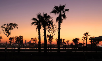 Obraz premium sunset palms