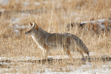 Coyote