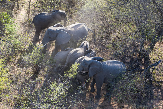 Aerial view of an African Elephant herd