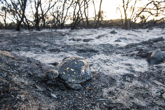 Angulate tortoise killed in fire in the forest
