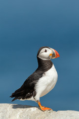 Atlantic Puffin