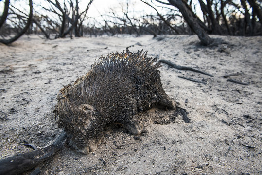 Porcupine killed in runaway fire caused by throwing of a cigarette