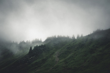 Evergreen forests shrouded in cloud and fog