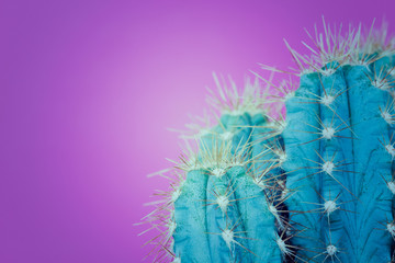 Trendy neon purple and blue coloured minimal background with cactus plant. Cactus plant close up. Fashion style cacti concept.