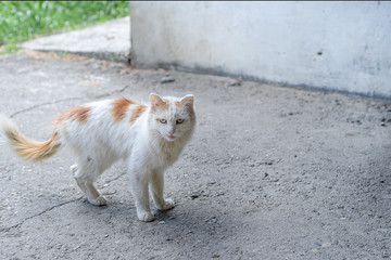 homeless white cat with red spots