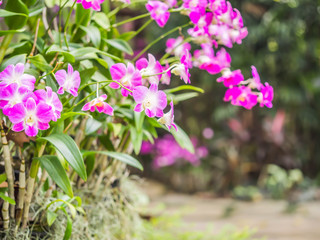 Successful and healthy growth of beautiful pink orchids in the garden or park.