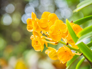 Successful and healthy growth of beautiful vivid yellow orchids in the garden or park.