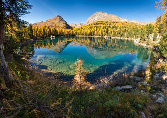 Golden Retriever Hund im Lagh da Val Viola, Puschlav, Schweiz