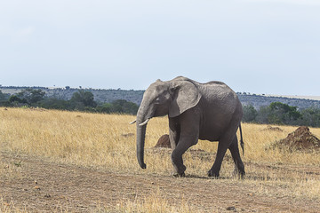Fototapeta na wymiar Elephant walking past 0427
