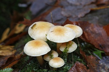 Conifer tuft mushroom, Hypholoma capnoides  an edible and delicious wild mushroom