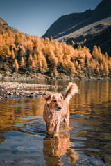 Golden Retriever Hund im Lagh da Val Viola, Puschlav, Schweiz