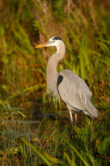 Fototapeta premium Great Blue Heron