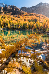 Goldener Herbst am Lago di Saoseo, Puschlav, Schweiz
