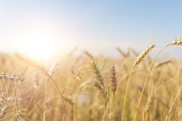 Obraz premium Wheat field. Background of the ripening ears of the field of meadow wheat. wheat crop