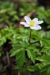 A white flower