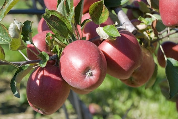 Reife, rote äpfel am Baum