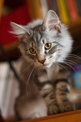 Norwegian Forest Cat Puppy