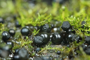 Black slime mold, Lamproderma arcyrioides