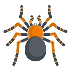 Tarantula icon. Cartoon illustration of tarantula vector icon for web - obrazy, fototapety, plakaty